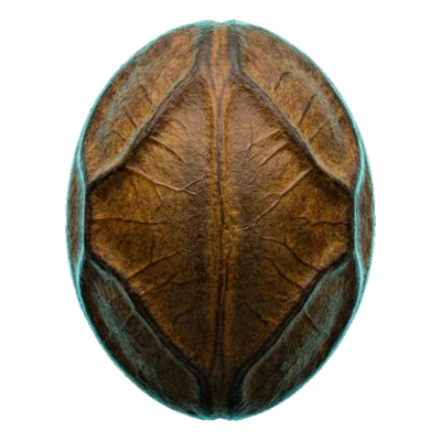 Clorofilab fogponics seed